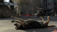 «Taskafa, Stories from the Street (2013)» — обои к фильму #1