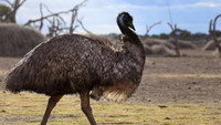 Journey of the Emu