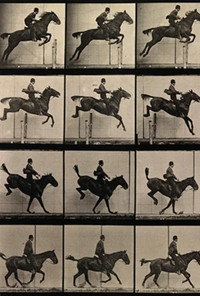 Постер фильма «Эдвард Муйбридж, художник животных (1975)» — (1 из 3)