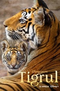 Poster de Tigres