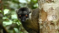 Spectres of the Jungle: Madagascar Rainforest
