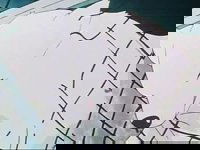 Belle Meets Sebastian