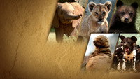 «Growing Up Animal (2021)» — обои к сериалу #4