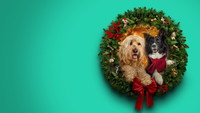 «Happy Howlidays (2024)» — обои к фильму #1