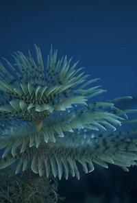 Samsara