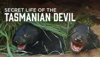 «Secret Life of the Tasmanian Devil (2016)» — обои к сериалу #1