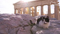 Traditional Life and Cats ~Europe~