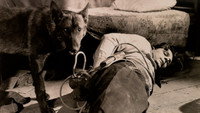 «Fangs of Destiny (1927)» — обои к фильму #1