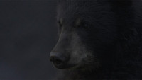 A Bear's Thanksgiving