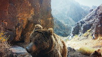 Bears