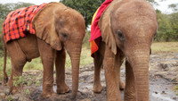 Baby Elephant Rescue