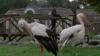 Обои к фильму «Андеграунд (1995)» — (20 из 51)