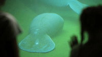 Oh, The Hu-Manatee!