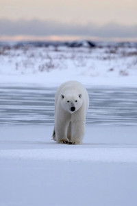 Imagem do Filme Polar Bear Country