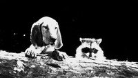 «Собака, которая думала, что была енотом (1960)» — обои к фильму #1