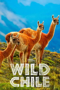 Постер сериала «Wild Chile (2018)» — (2 из 6)