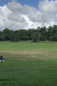 A Tree Grows in Brooklyn