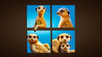 «Meet the Meerkats (2021)» — обои к сериалу #1