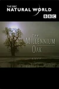 The Millennium Oak (1999)