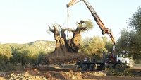 The Olive Tree