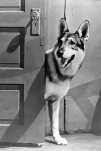 The Littlest Hobo (1963)