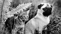 «Приключения Майло и Отиса (1986)» — обои к фильму #2