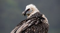 The Sanctuary: Survival Stories of the Alps