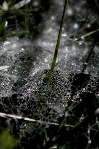 Refractions
