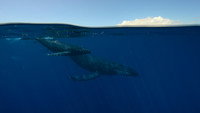 The Pacific