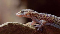 The Kalahari