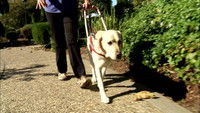 Guide Dogs