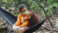 Saving Indonesias Orangutans