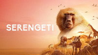 Обои к сериалу «BBC: Серенгети (2019)» — (11 из 18)