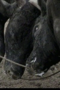 Bullfight in Okinawa poster