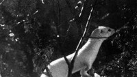 «En kluven värld (1948)» — обои к фильму #1