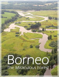 Imagem do Filme Bornéo, la forêt miraculée