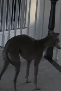 Imagem do Filme Buddy, Our Dog