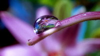 «Moving Art: Flowers (2014)» — обои к фильму #1