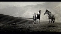 «Это лошади (1965)» — обои к фильму #1