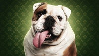 «The Dog House (2019)» — обои к сериалу #2