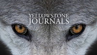 «Yellowstone Journals (2019)» — обои к сериалу #4