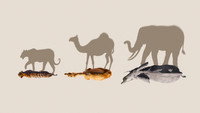 «Mammals (2024)» — обои к сериалу #1