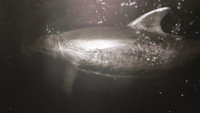 «Dolphin Lover (2015)» — обои к фильму #3