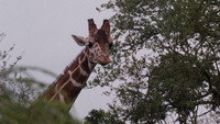 Ace Ventura en Afrique