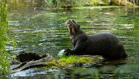 Baboon and Giant Otter