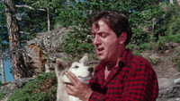 «Дикий пес Севера (1961)» — обои к фильму #10