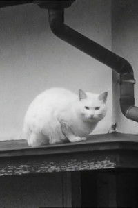 Imagem do Filme Junge Kiefern