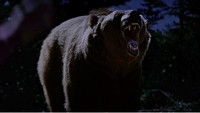 Grizzly Night