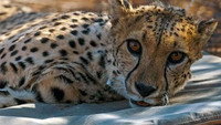 Are Animals Cleverer than Us?