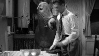 «Френсис в большом городе (1953)» — обои к фильму #4